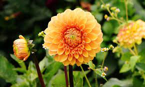 Harvest Lunch and Flower Show